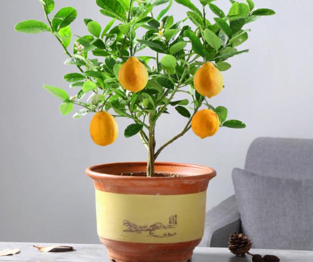 柠檬树是吉树还是凶树，柠檬树盆栽在家里禁忌