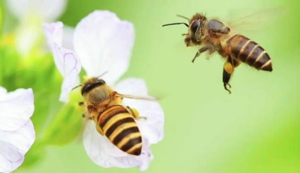 蜜蜂入宅是什么兆头，蜜蜂入宅三年风水说法